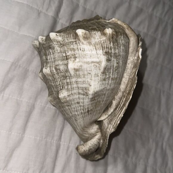 Large Ocean Shell - Picture 5 of 6